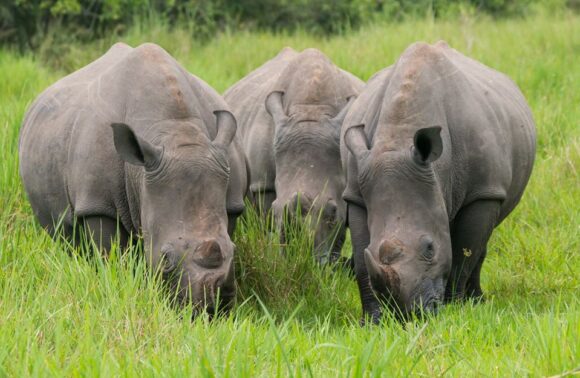 1 Day Rhino Tracking Tour at Ziwa Rhino Sanctuary and Wildlife Reserve