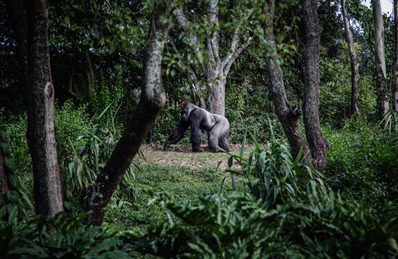 Gorilla Trekking